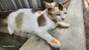 1+ Year Female Mixed Breed Persian