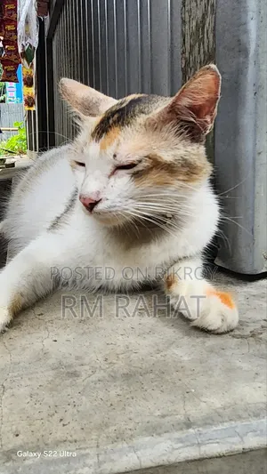 1+ Year Female Mixed Breed Persian
