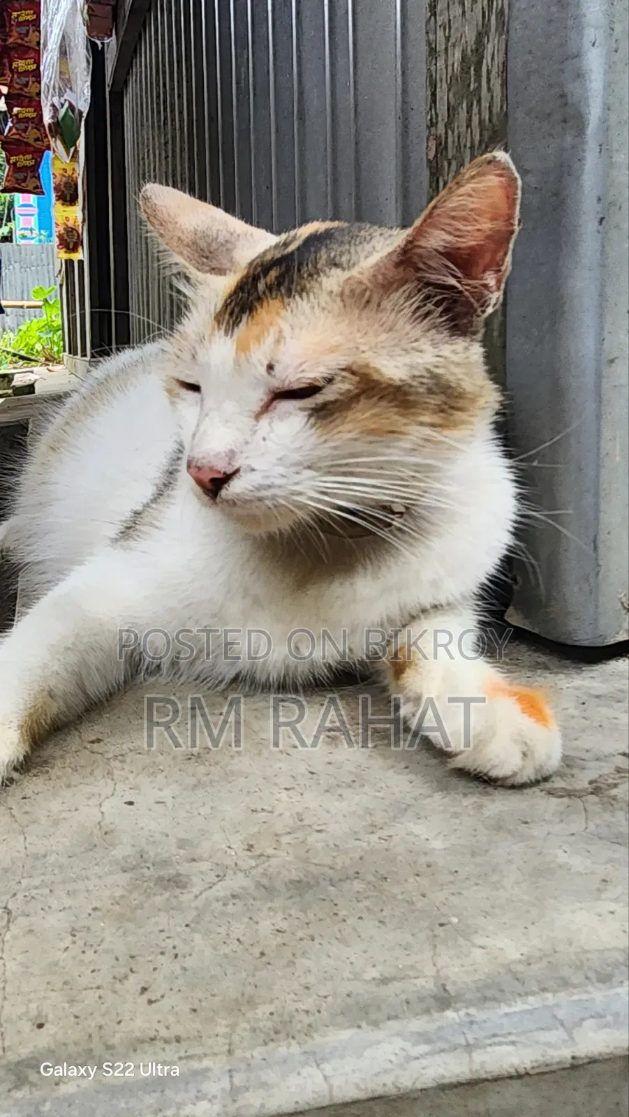 1+ Year Female Mixed Breed Persian