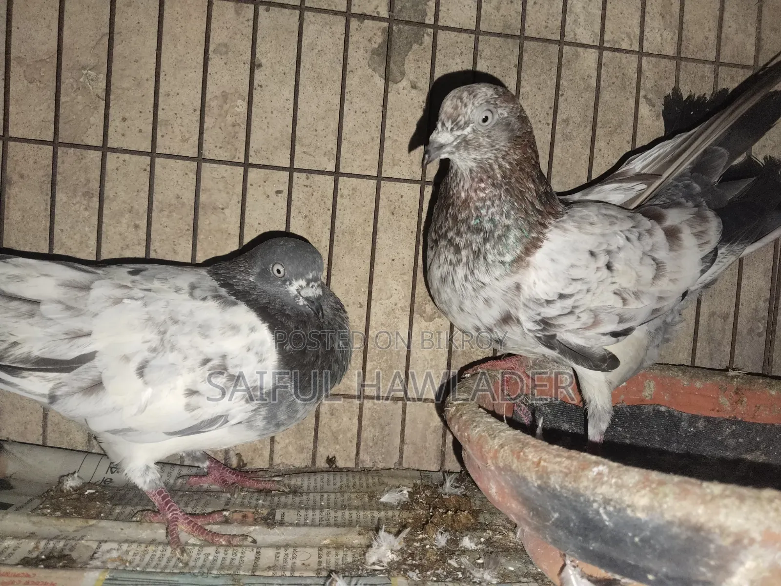 Banja for Sale