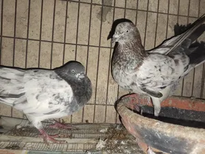 Banja for Sale