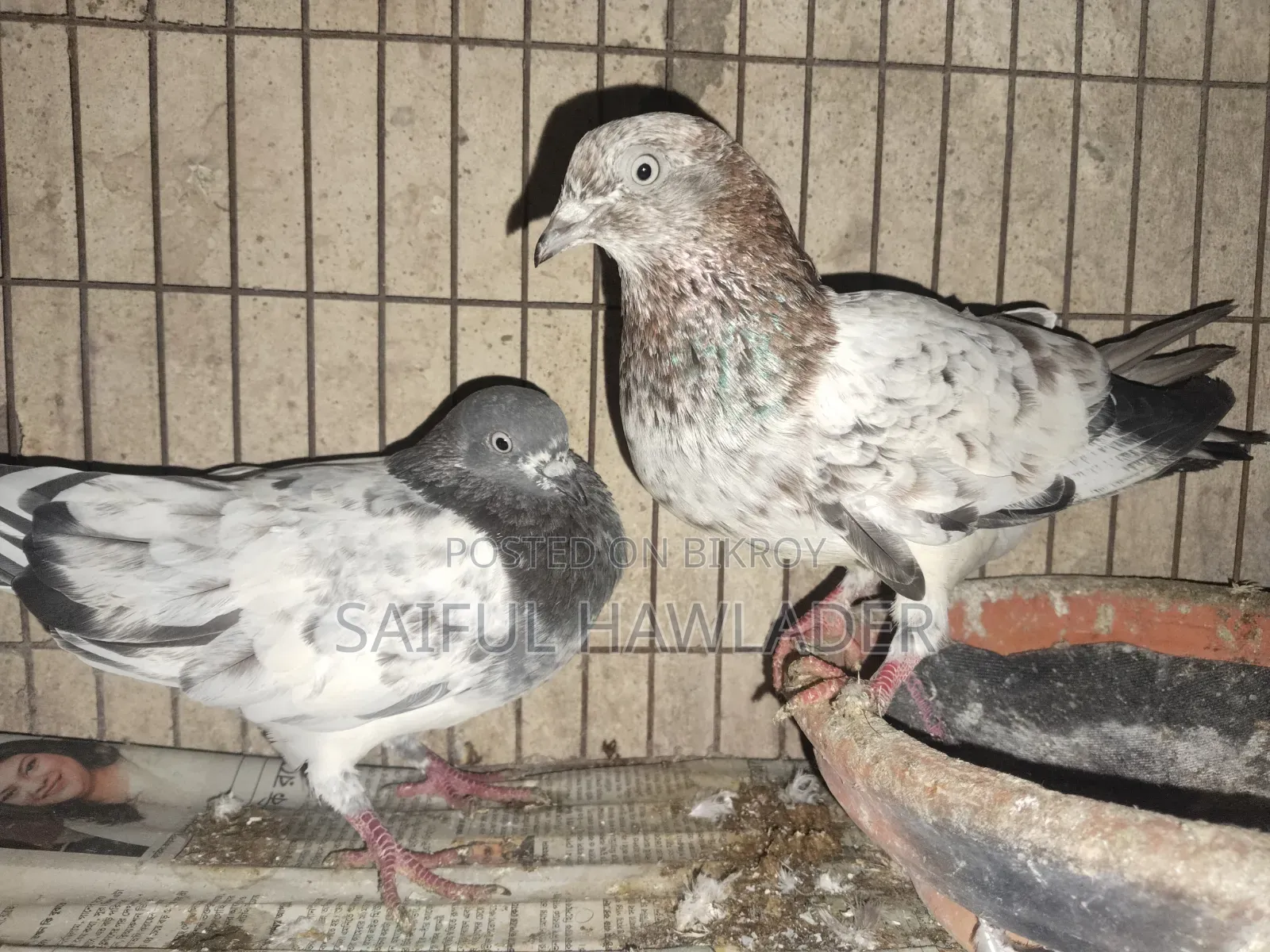 Banja for Sale