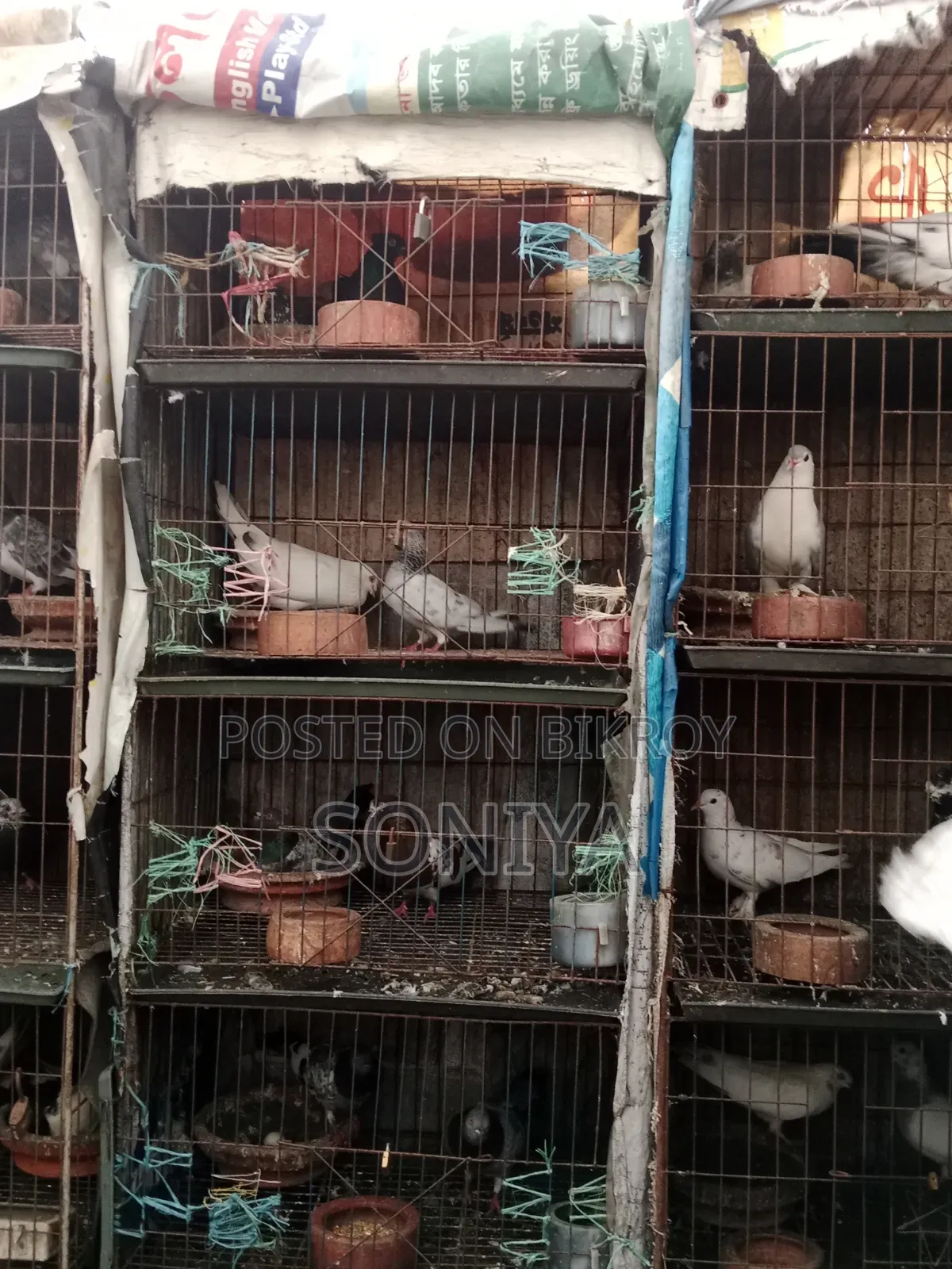 Good Birds with Cage for Sale