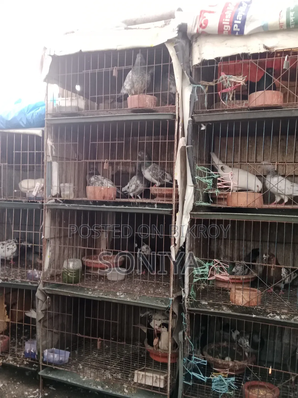 Good Birds with Cage for Sale