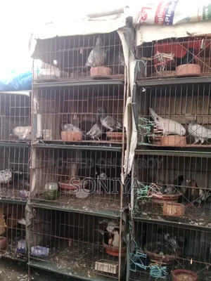 Good Birds with Cage for Sale