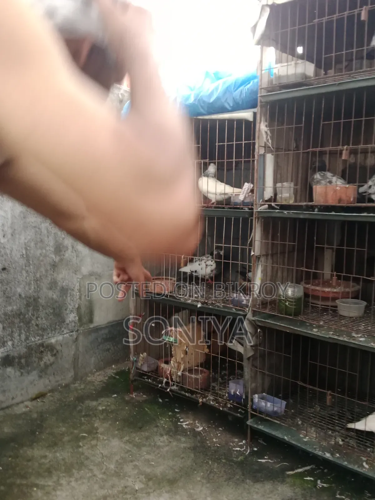 Good Birds with Cage for Sale