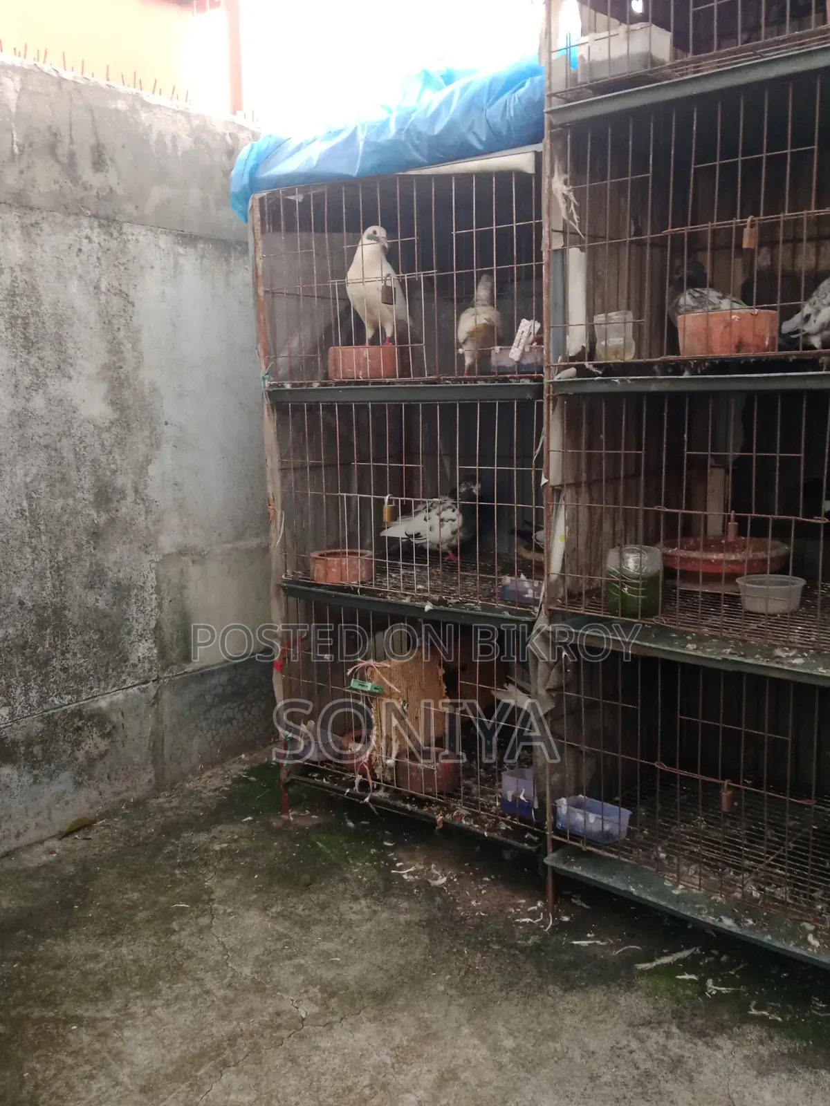 Good Birds with Cage for Sale