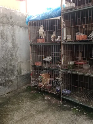 Good Birds with Cage for Sale