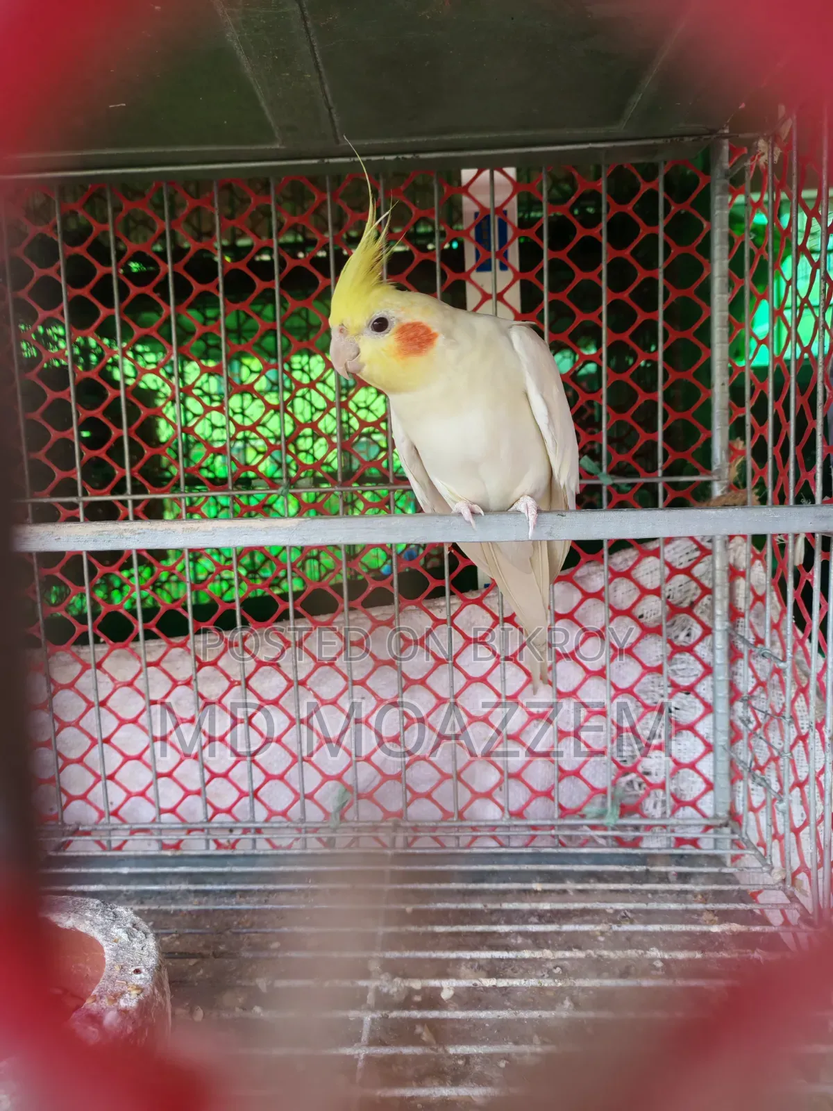 পাখি বিক্রি করা হবে