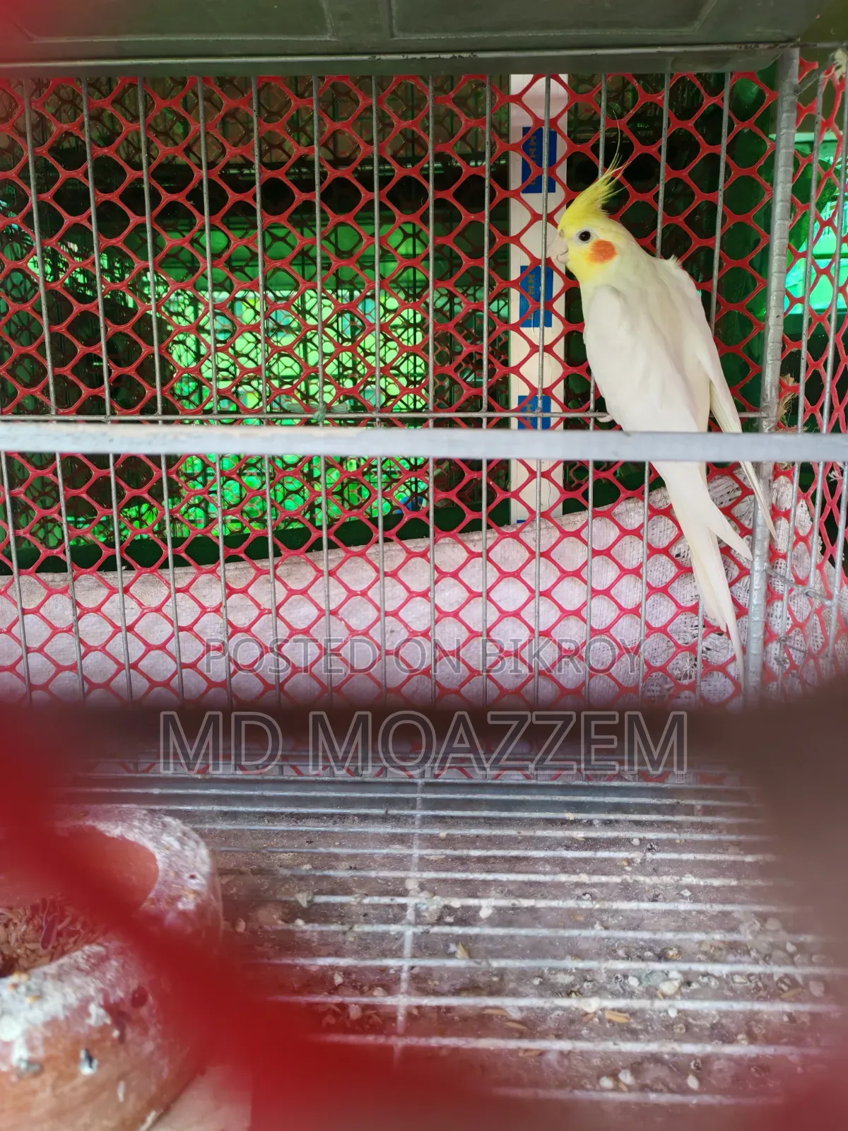 পাখি বিক্রি করা হবে