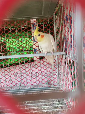 পাখি বিক্রি করা হবে