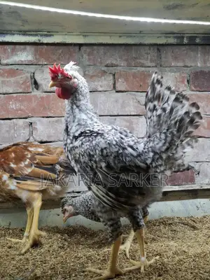 Hill Chicken