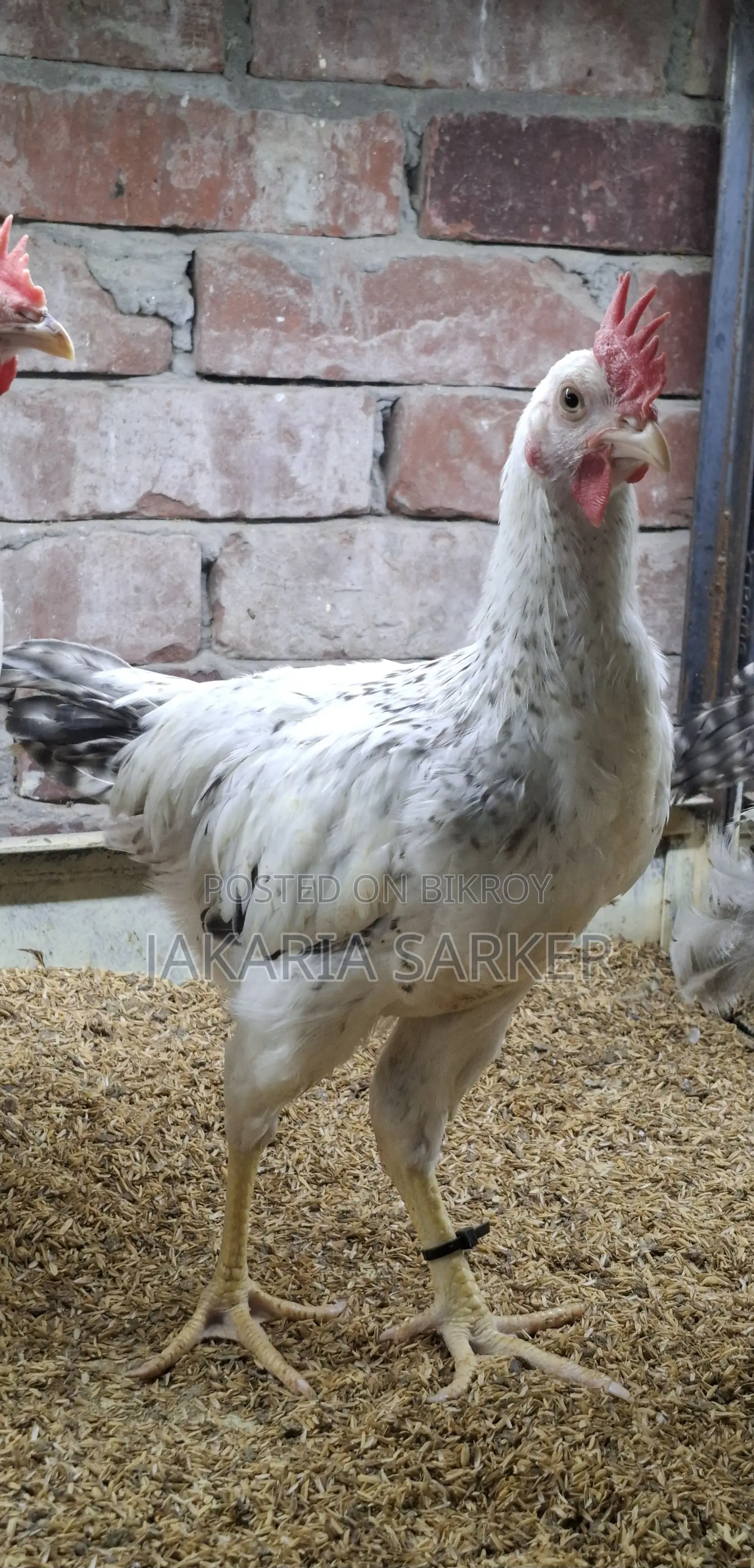 Hill Chicken