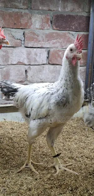 Hill Chicken