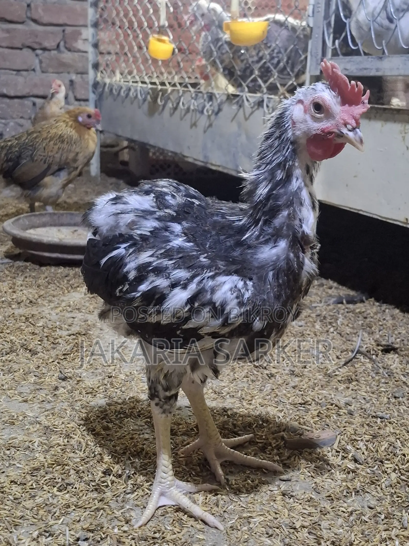 Hill Chicken