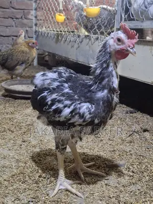 Hill Chicken