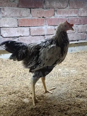 Hill Chicken