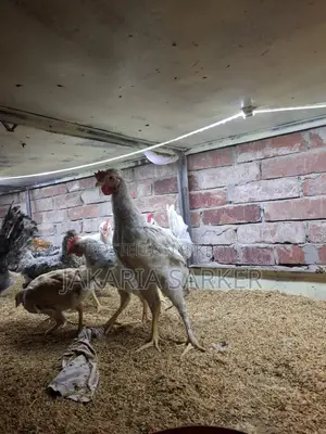 Hill Chicken