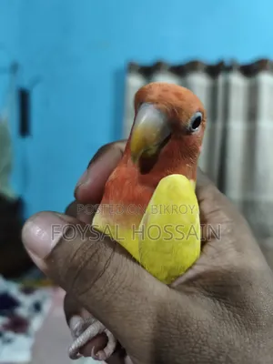 লাভ বার্ড রেড আই
