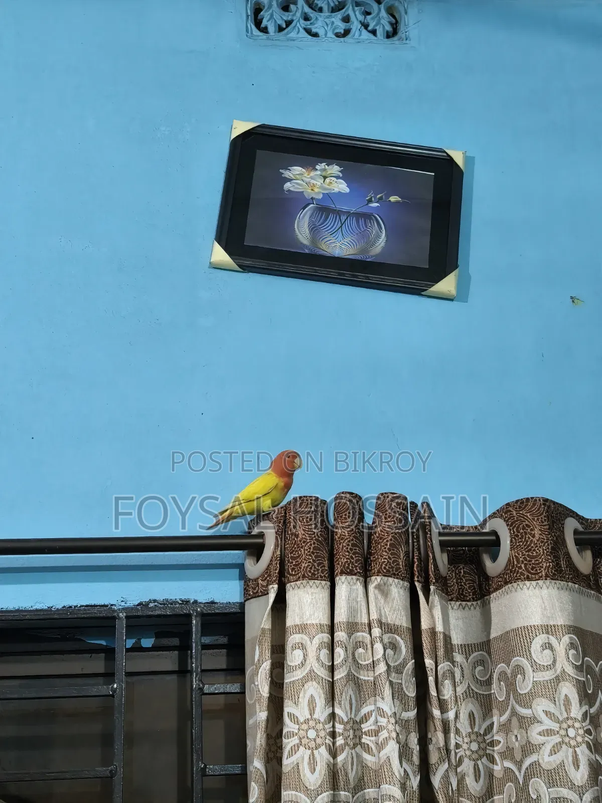 লাভ বার্ড রেড আই