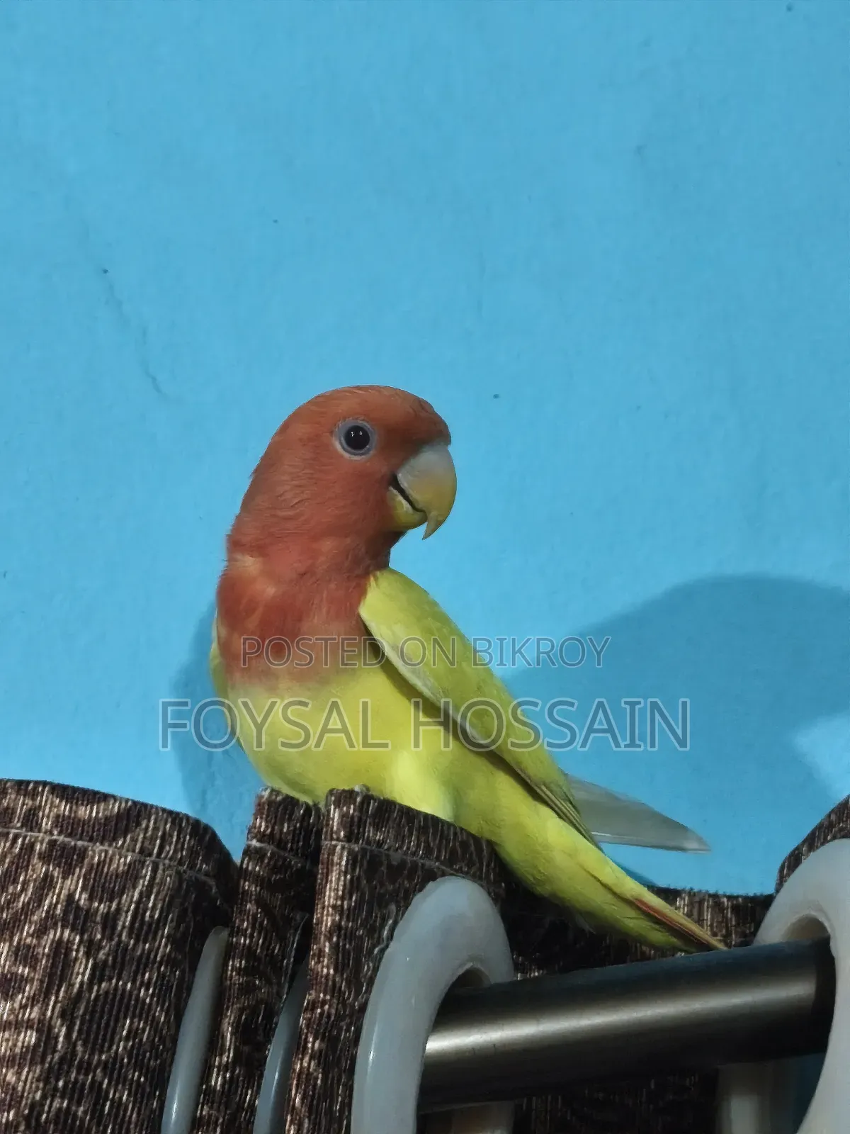 লাভ বার্ড রেড আই