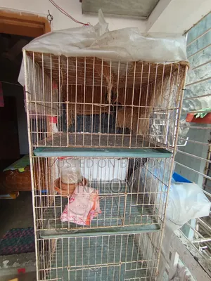 Chicken, Pigeon Cage