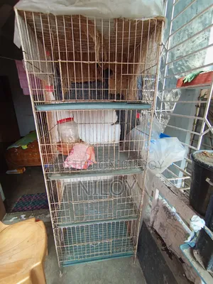 Chicken, Pigeon Cage