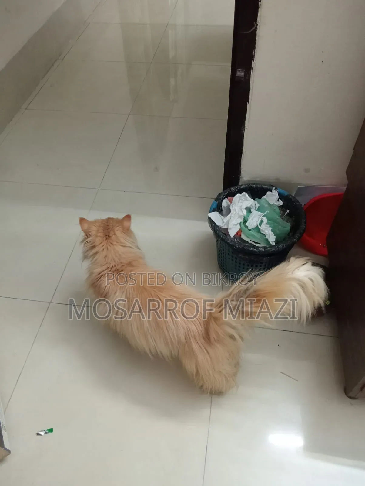 6-12 Months Female Purebred Persian
