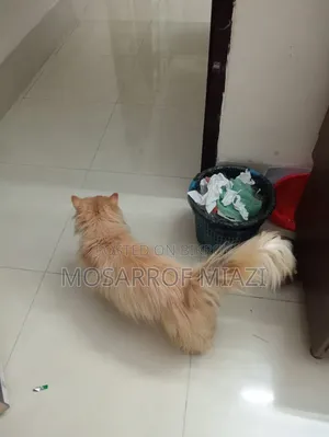 6-12 Months Female Purebred Persian