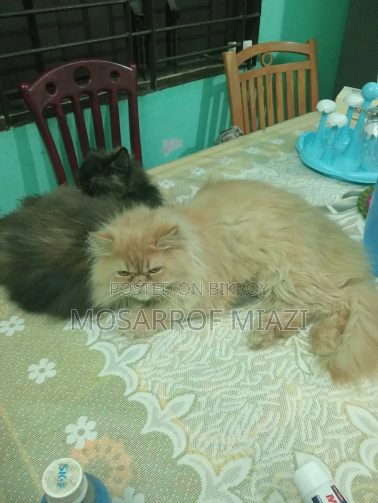 6-12 Months Female Purebred Persian