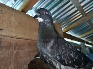 Racer Homer Cross Pigeon