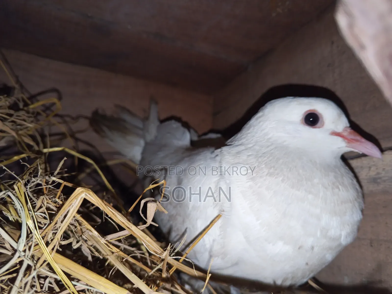 Racer Homer Cross Pigeon