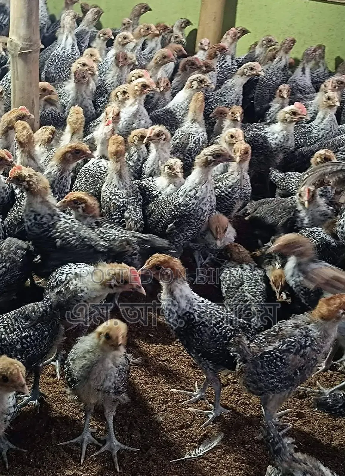 One and a half month old pigeon for sale