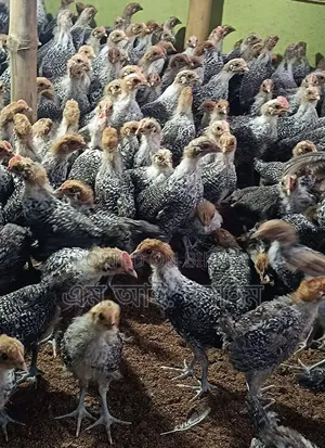 One and a half month old pigeon for sale