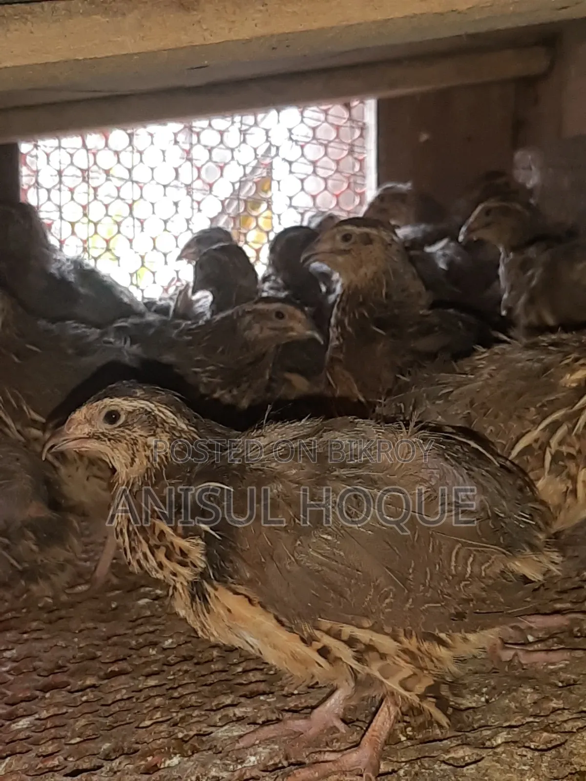 Running Japanese Quail - Quail Bird for Sale