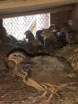 Running Japanese Quail - Quail Bird for Sale