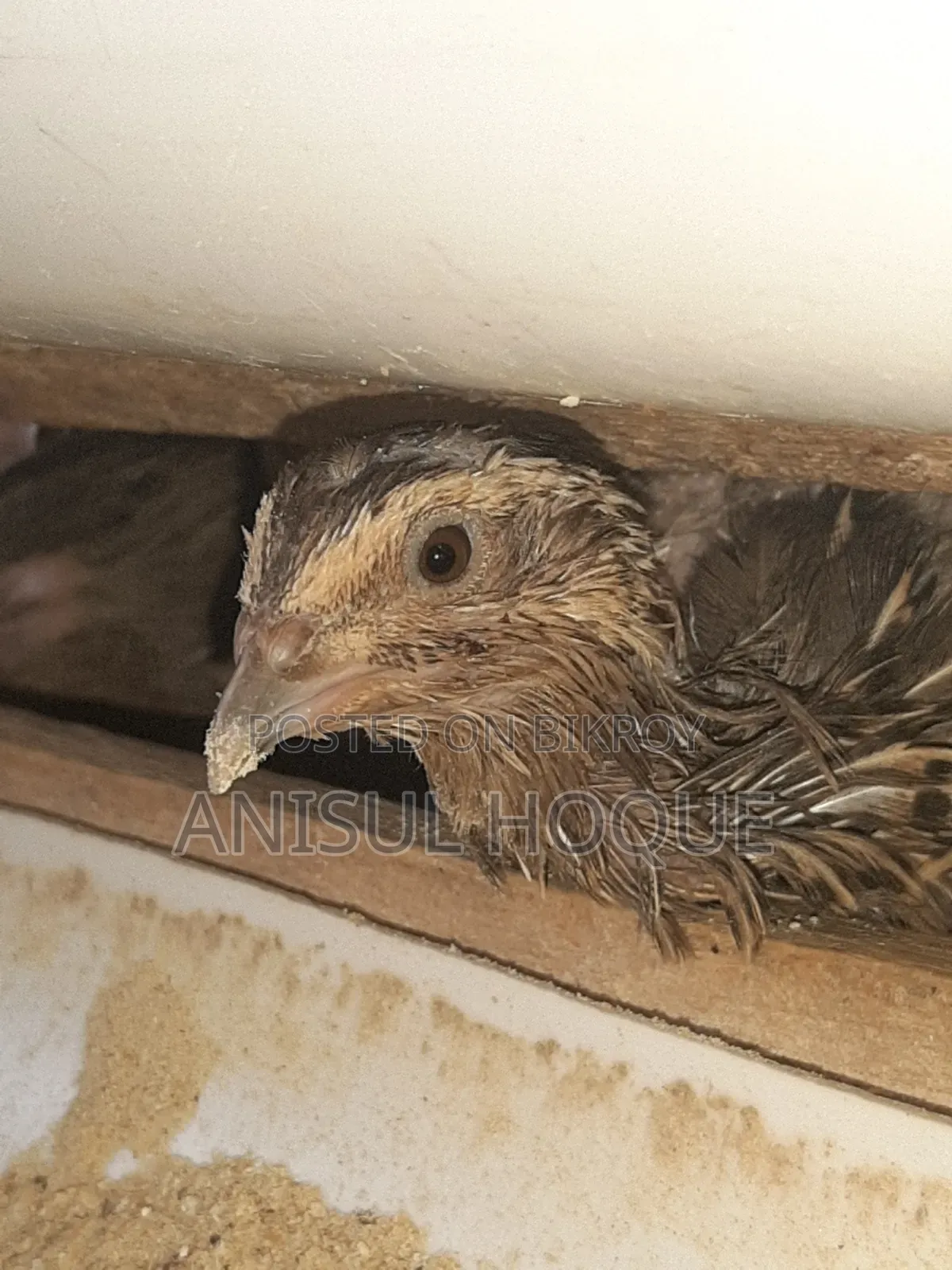 Running Japanese Quail - Quail Bird for Sale