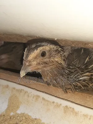Running Japanese Quail - Quail Bird for Sale