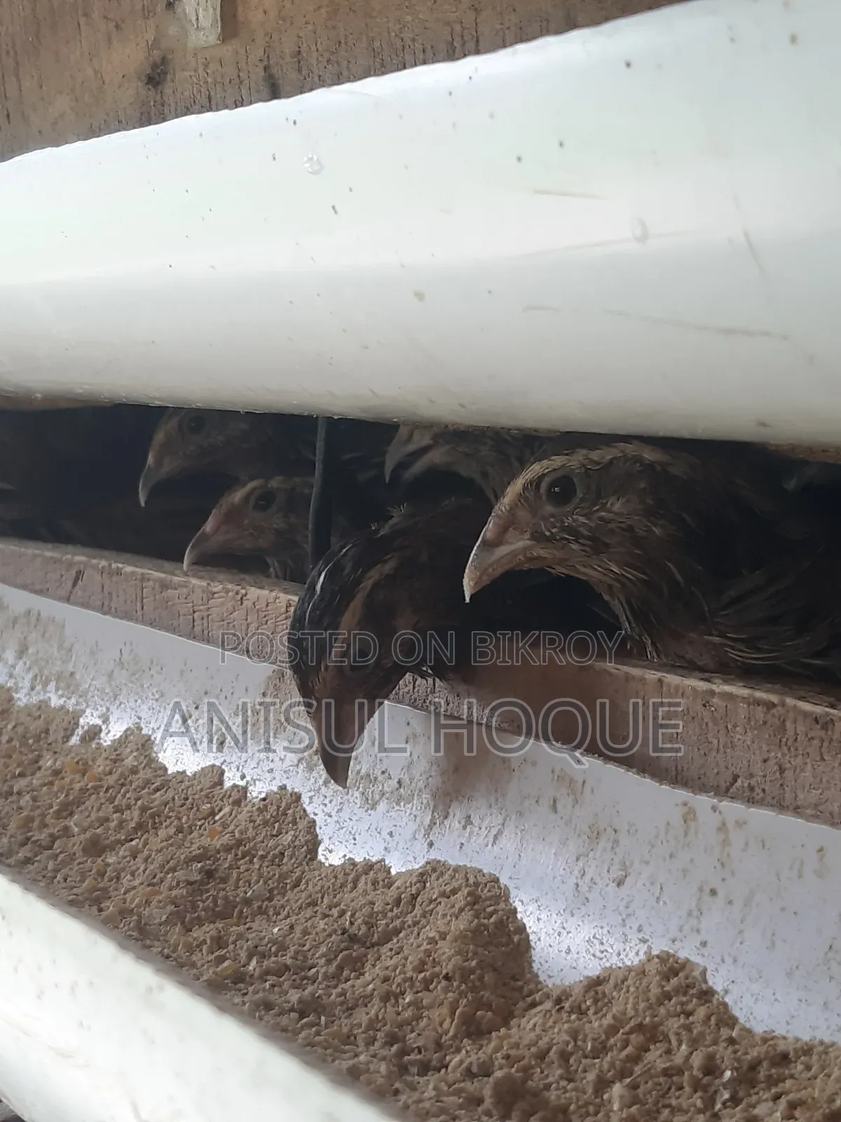 Running Japanese Quail - Quail Bird for Sale