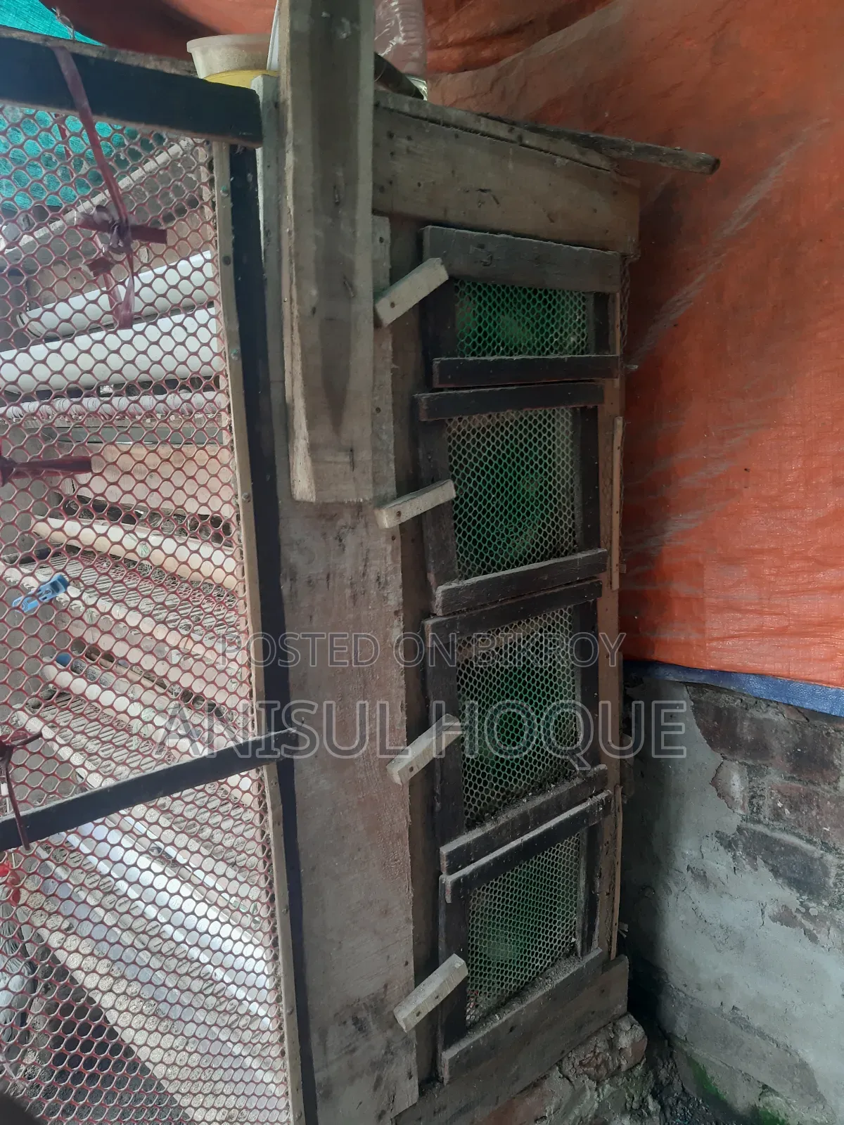 Running Japanese Quail - Quail Bird for Sale