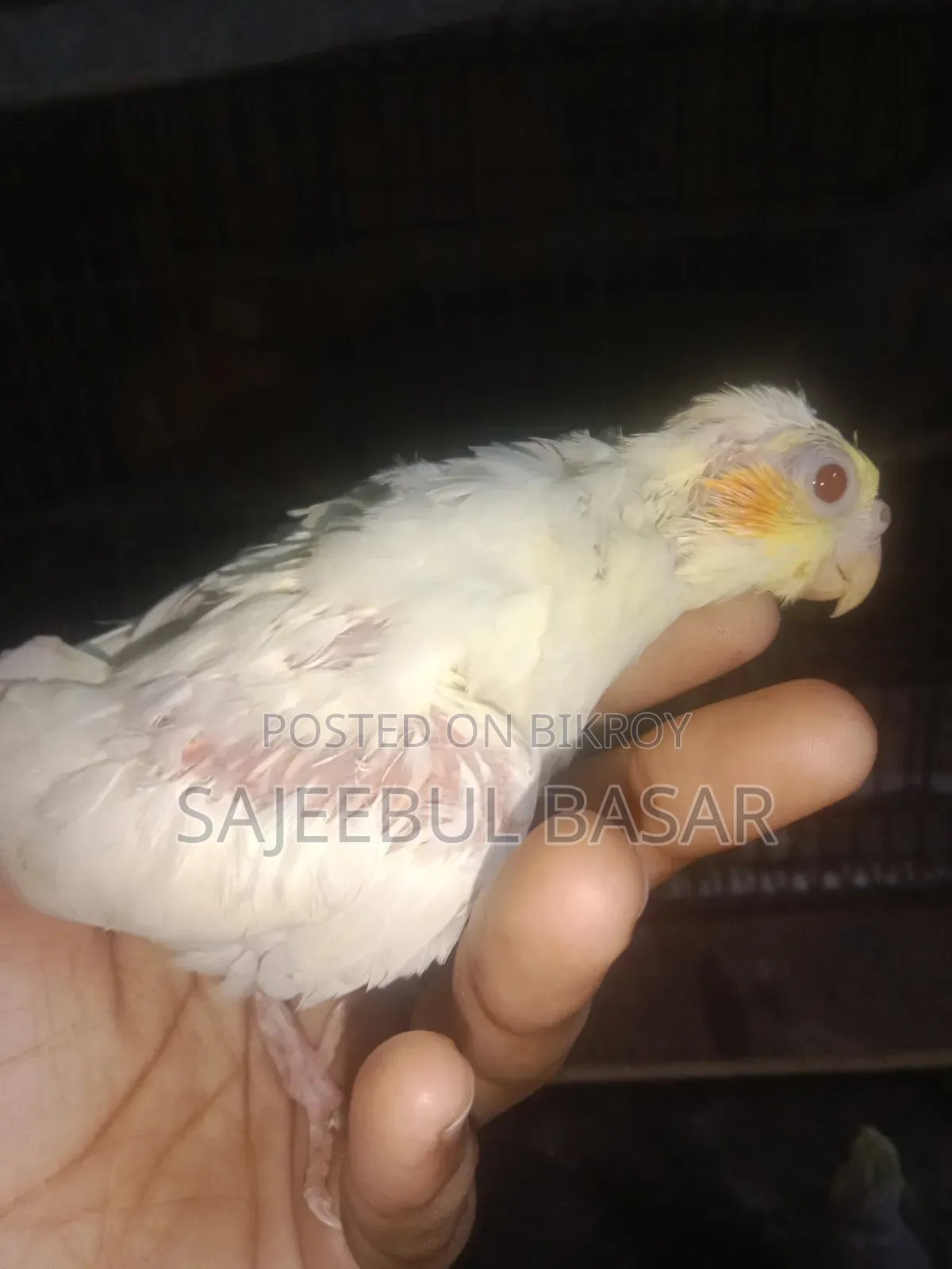 ককাটেল পাখি