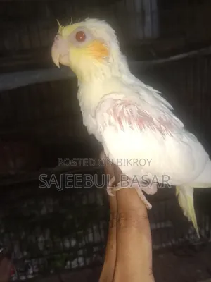 ককাটেল পাখি