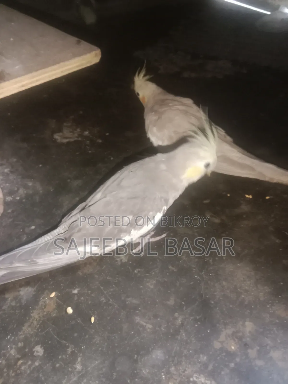 ককাটেল পাখি