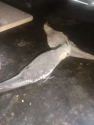 ককাটেল পাখি