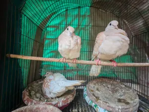 Dove 2 Ta Boro 2 Ta Baccha