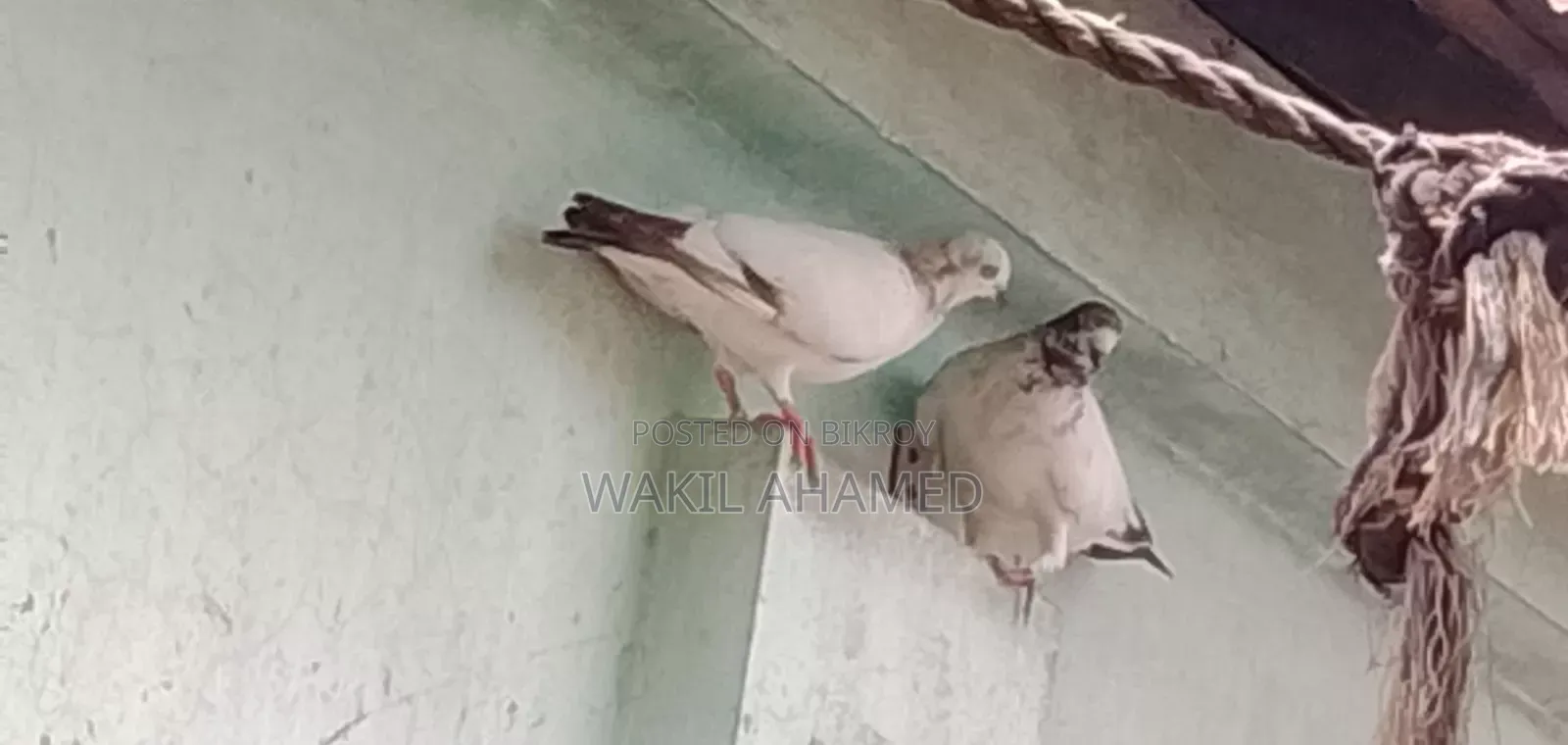 Local pigeons for sale