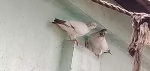 Local pigeons for sale