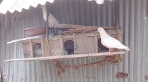 Local pigeons for sale
