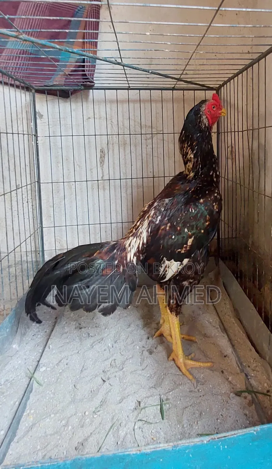Fighter Aseel Chicken