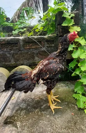 Fighter Aseel Chicken